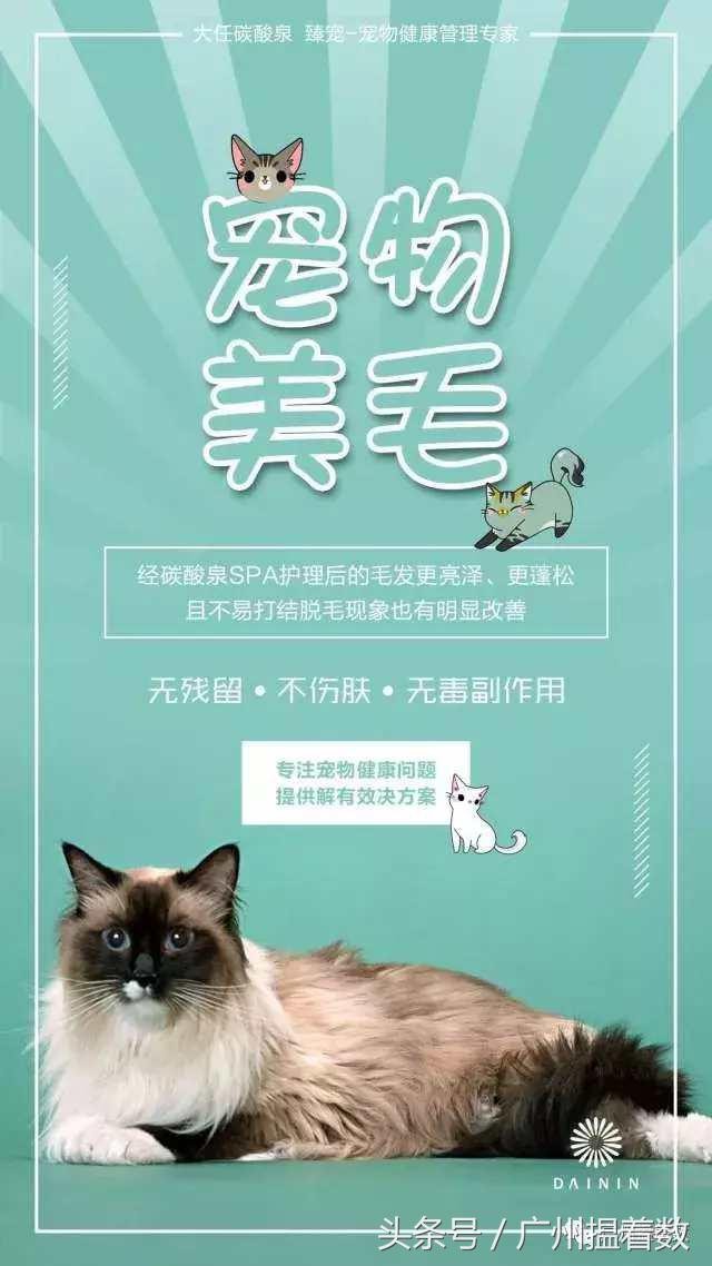 鏟屎官的心靈港灣主子們的SPA天堂！