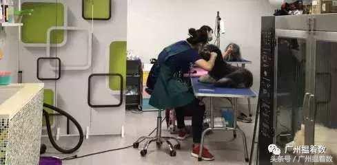 鏟屎官的心靈港灣主子們的SPA天堂！