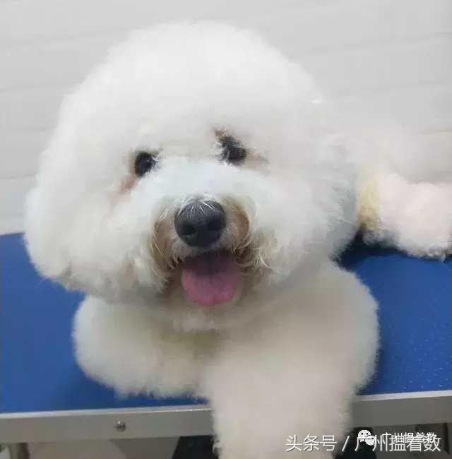 鏟屎官的心靈港灣主子們的SPA天堂！