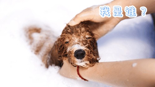 1米以下才能來的店半張毛爺爺做SPA但從不招待人