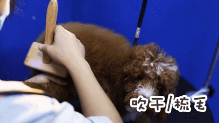 1米以下才能來的店半張毛爺爺做SPA但從不招待人