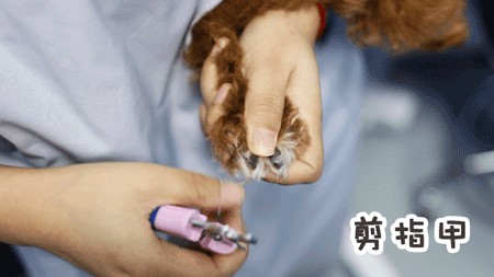 1米以下才能來的店半張毛爺爺做SPA但從不招待人