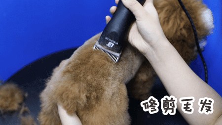 1米以下才能來的店半張毛爺爺做SPA但從不招待人
