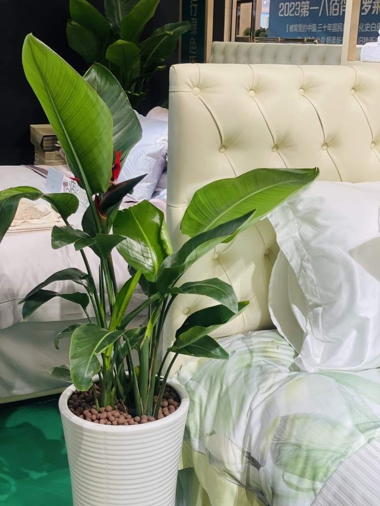 給皮膚來場(chǎng)天然的SPA讓睡眠快樂大幅提升