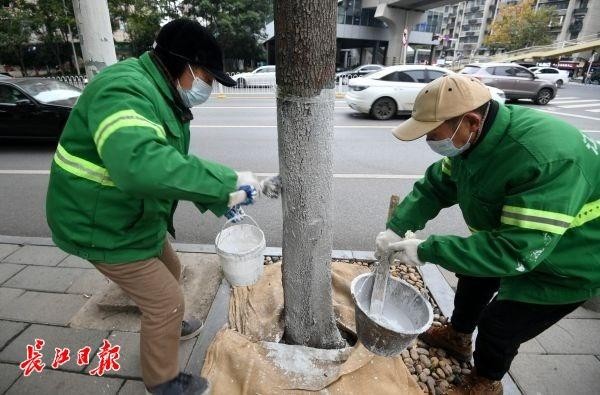 刷白敷膜做SPA武漢精細(xì)呵護(hù)街頭千萬株樹木過冬