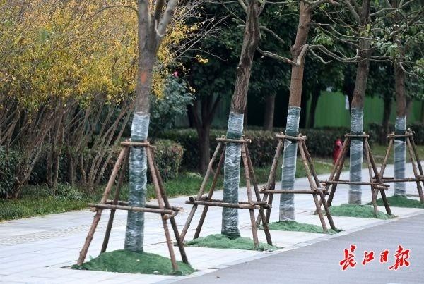 刷白敷膜做SPA武漢精細(xì)呵護(hù)街頭千萬株樹木過冬