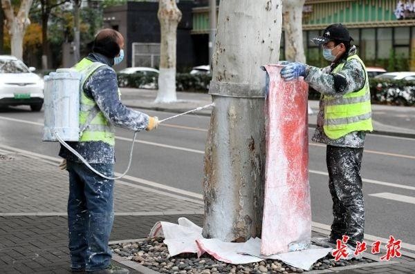 刷白敷膜做SPA武漢精細(xì)呵護(hù)街頭千萬株樹木過冬