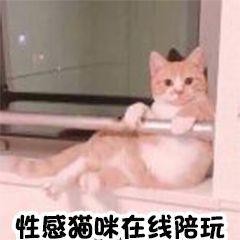 福州最全擼貓攻略一次性安利10家店讓你擼到爽！
