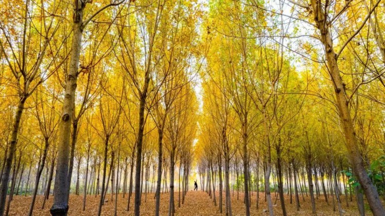 賞秋葉登秋山貼秋膘…秋天在濟南最治愈的10件事你都打卡了嗎
