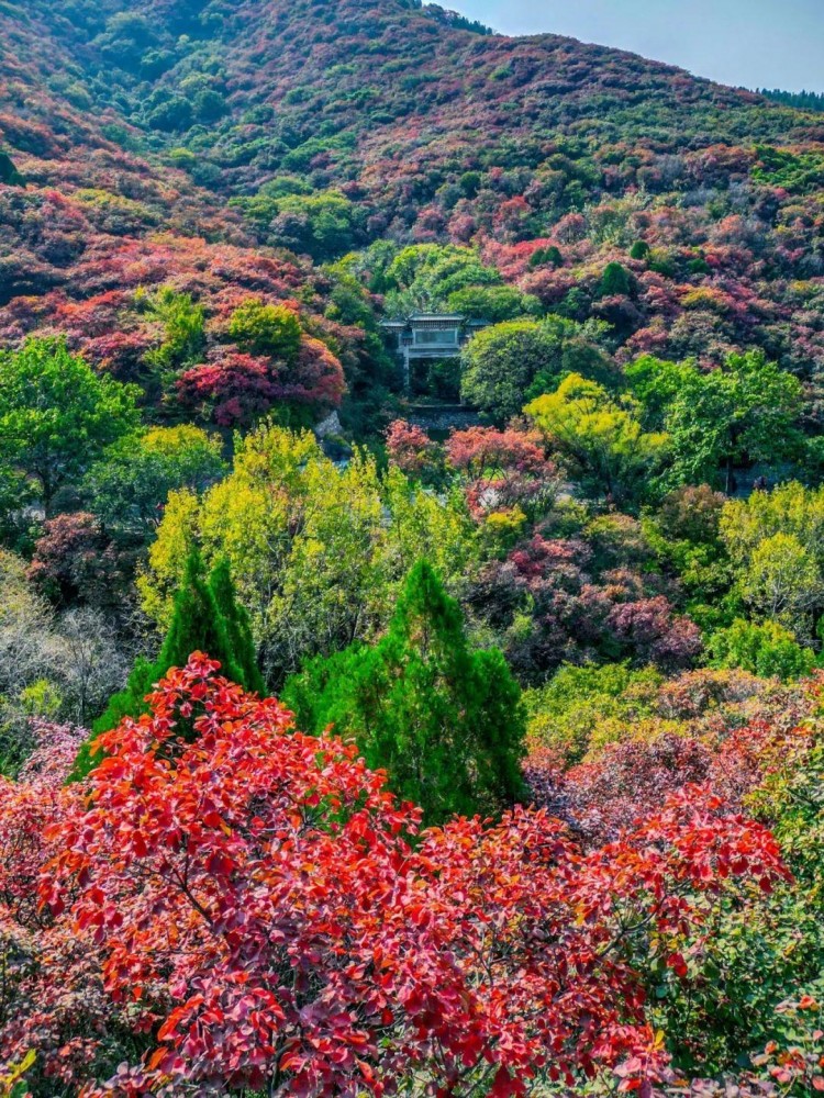 賞秋葉登秋山貼秋膘…秋天在濟南最治愈的10件事你都打卡了嗎
