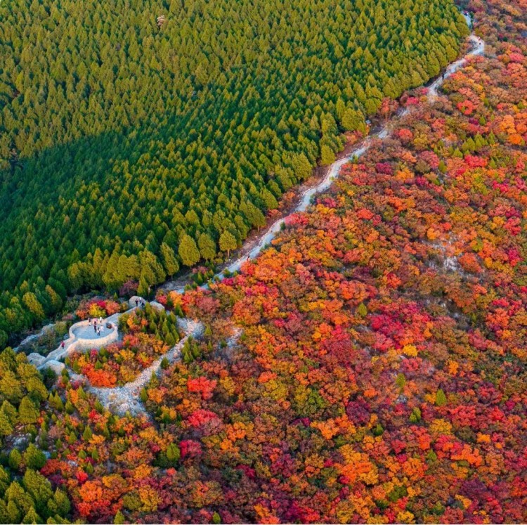 賞秋葉登秋山貼秋膘…秋天在濟南最治愈的10件事你都打卡了嗎