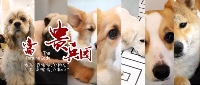 哈爾濱首家狗主題網(wǎng)紅店穿過狗海治愈你