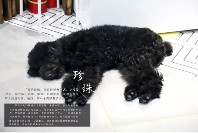哈爾濱首家狗主題網(wǎng)紅店穿過狗海治愈你