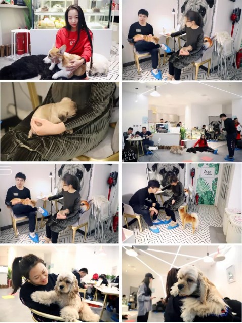哈爾濱首家狗主題網(wǎng)紅店穿過狗海治愈你