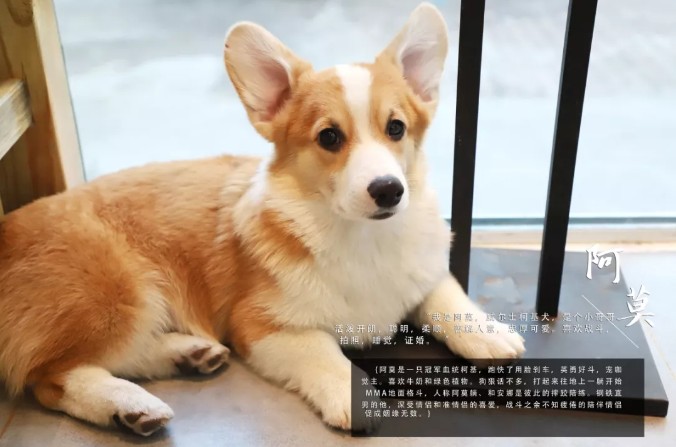哈爾濱首家狗主題網(wǎng)紅店穿過狗海治愈你