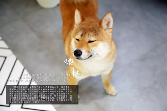 哈爾濱首家狗主題網(wǎng)紅店穿過狗海治愈你
