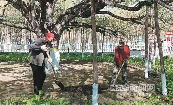 135歲古梨樹做SPA一次喝20多噸水