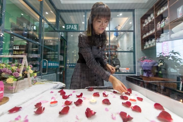 太原：萌寵消費升級 狗洗牛奶浴做SPA一套456元