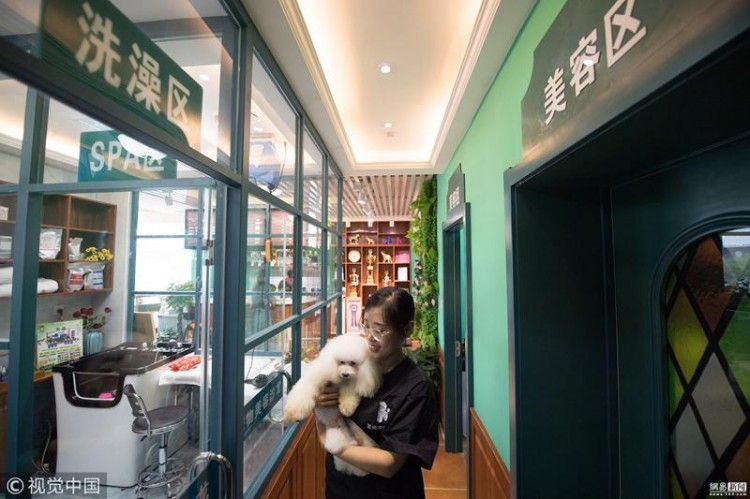 寵物消費(fèi)升級(jí)狗狗洗牛奶浴做SPA一套456元