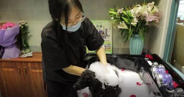 圍觀丨開派對(duì)做SPA還有總統(tǒng)套房來看看太原的寵物酒店長(zhǎng)啥樣
