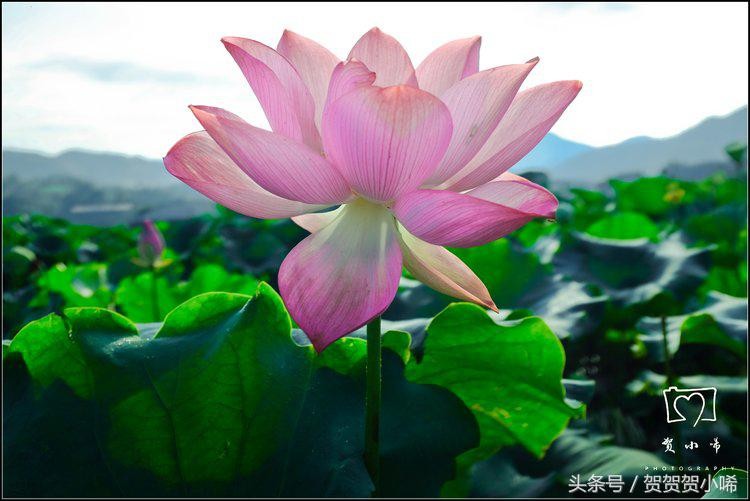 江西居然還藏著這么一個(gè)世外桃源7-8月最佳出游地