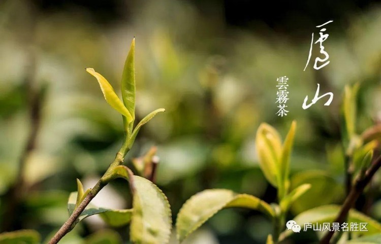 國慶長假怎么玩之九江篇悠然廬山自在九江三日游