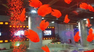 原來保定還私藏了一個(gè)溫泉酒店！泡溫泉做SPA品美食...