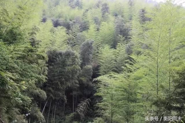 深呼吸！去九峰山湘南大竹海做個肺部SPA！
