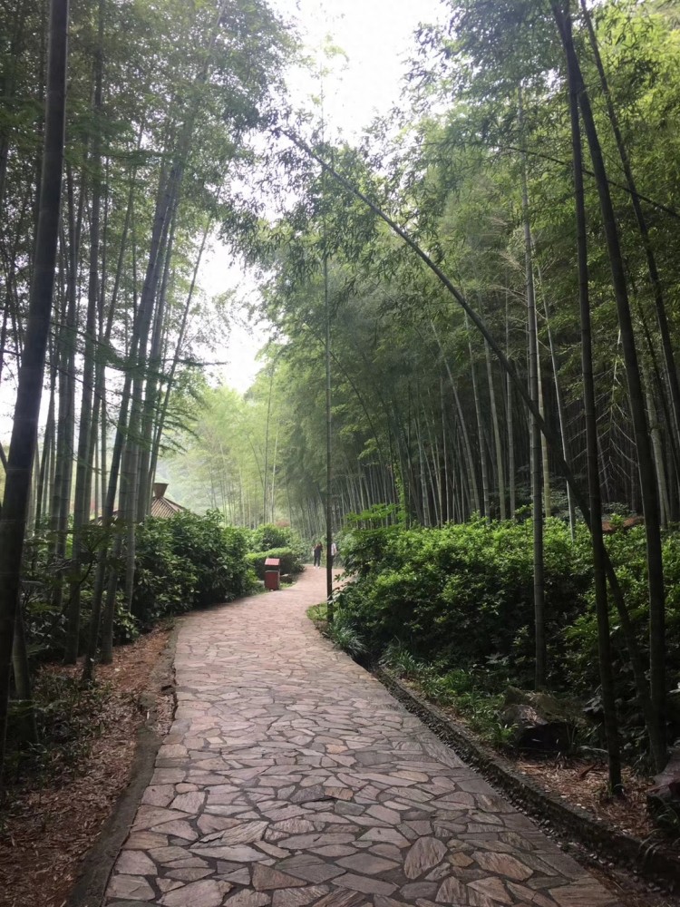 來一場身體與心靈的SPA——宜興竹海游記