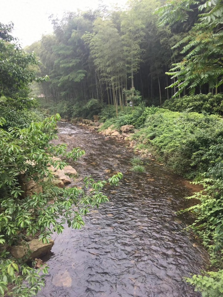 來一場身體與心靈的SPA——宜興竹海游記