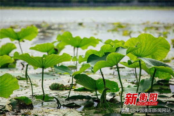 衡陽(yáng)夢(mèng)東方旅游度假區(qū)啟動(dòng)天瀾美好生活節(jié)