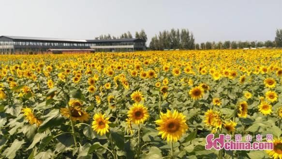 泉城出發(fā)車程一小時齊河旅游嗨到爆
