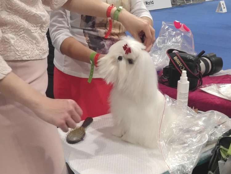 漫威聯(lián)名款牽引繩、寵物SPA、全自動貓廁所…寵博會養(yǎng)寵“神器”了解一下