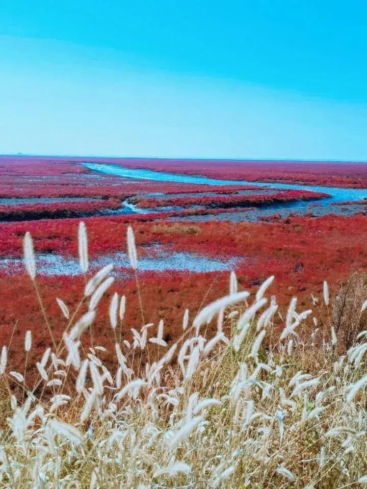 盤錦紅海灘：一個(gè)令人陶醉的度假勝地
