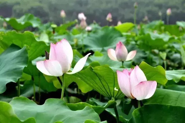 冬夏兩不誤｜原生態(tài)的度假生活韶關(guān)乳源麗宮國(guó)際溫泉酒店