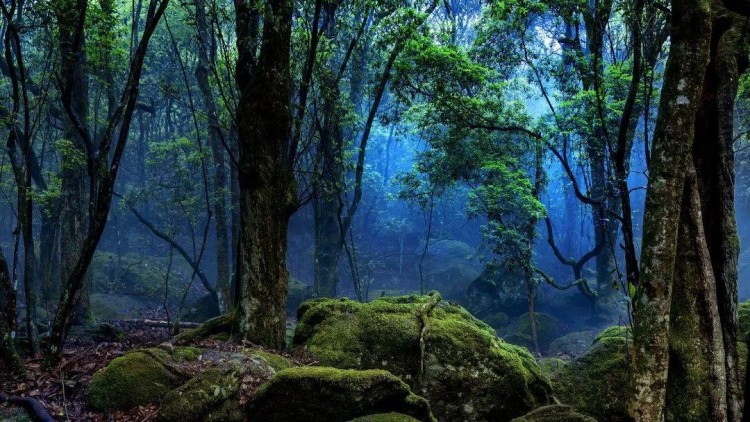 Ｇo兔南平|來(lái)天然氧吧為自己做個(gè)氧氣SPA吧！