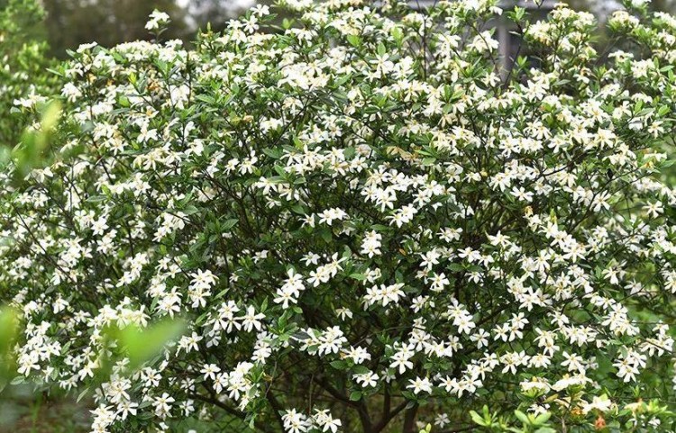 雙峰沙塘梔子花開啦快來聞花香！做免費香熏SPA~