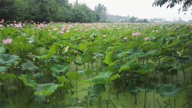 驕傲！孝感這9個(gè)鎮(zhèn)在全國出名了！看看有你家鄉(xiāng)嗎