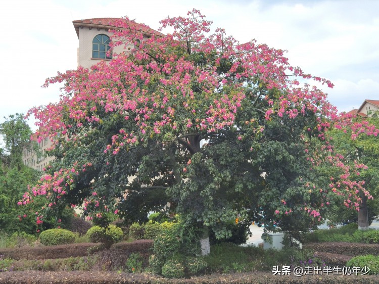 我的旅游日記廣東泉城豐順溫泉兩天游