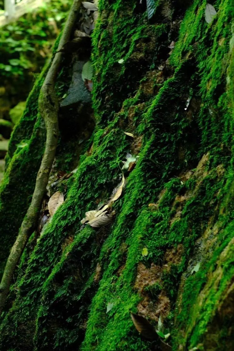熱熱熱！隨州這些消夏避暑好去處記得收藏挑個(gè)周末就出發(fā)！