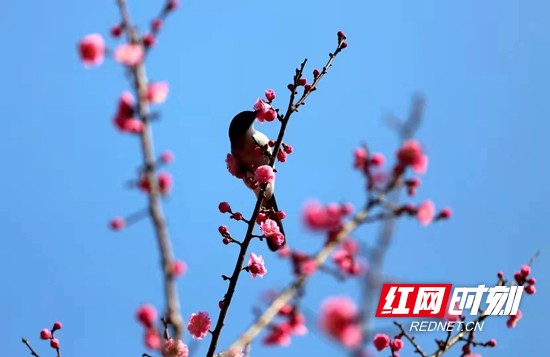 以花之名相約武陵源為自己做個純天然SPA吧