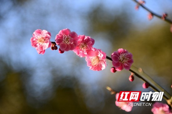 以花之名相約武陵源為自己做個純天然SPA吧