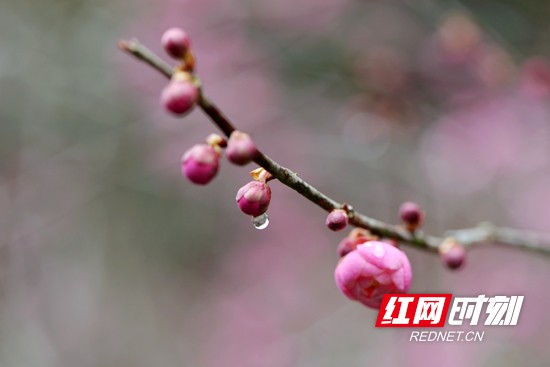 以花之名相約武陵源為自己做個純天然SPA吧