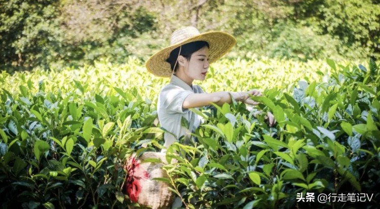 邂逅廣東云浮高山茶田藏一頂級(jí)酒店山峰疊翠云霧繚繞溫泉