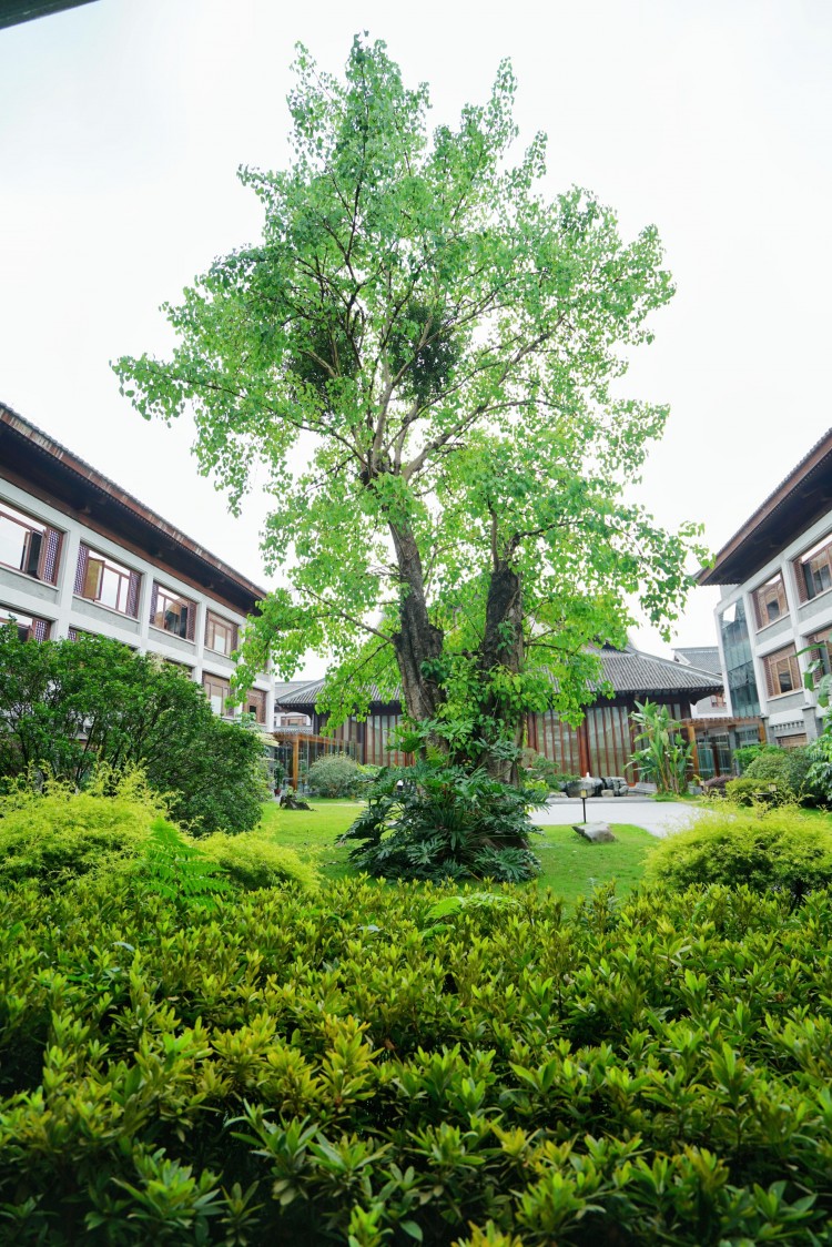 嘗素齋品禪茶聽禪樂泡溫泉五一云浮新興禪意養(yǎng)生之旅