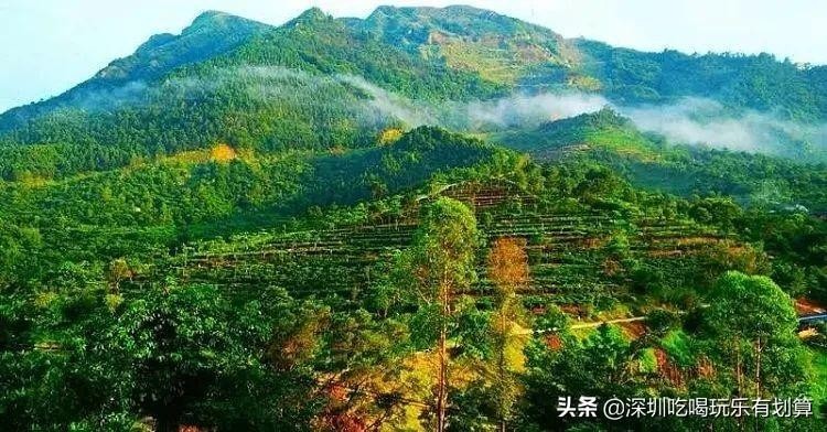 云浮象窩山山頂有個(gè)溫泉酒店漫山茶園湖泊美景去過的還想去