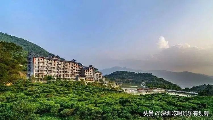 云浮象窩山山頂有個(gè)溫泉酒店漫山茶園湖泊美景去過的還想去
