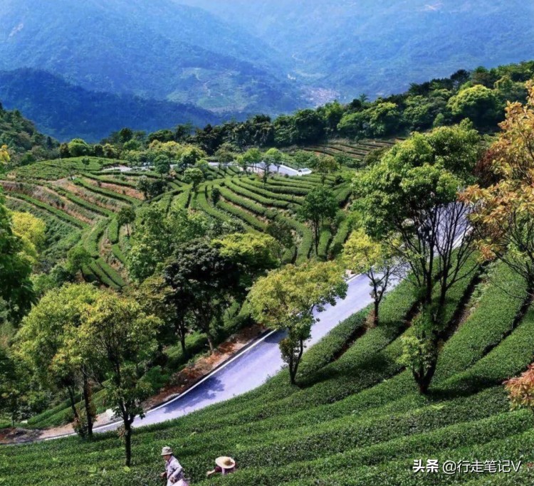 藏于云浮的頂級度假酒店千畝茶園賞花海泡湯泉網(wǎng)友贊不絕口