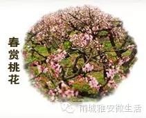 2016年，雅安市雨城區(qū)每年可以這樣玩12個(gè)月！