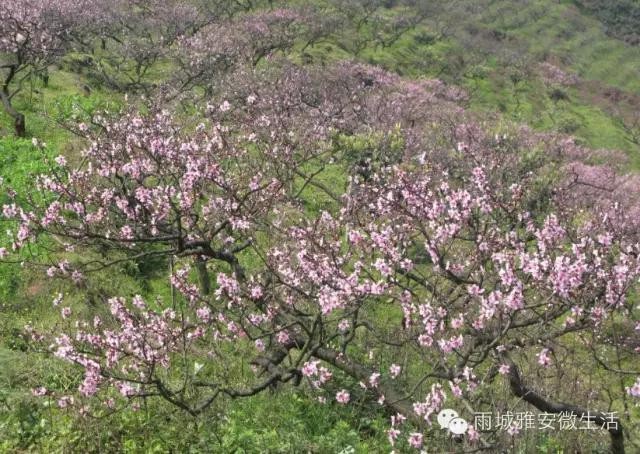 2016年雅安市雨城區(qū)一年12個(gè)月可以這樣玩兒！